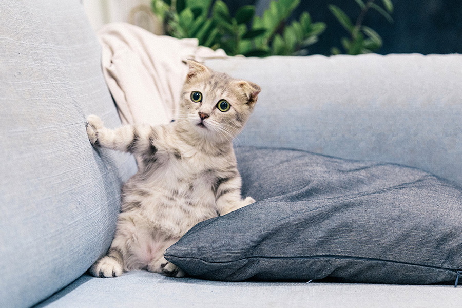 Castratie en sterilisatie van poezen en katers Anna Deen